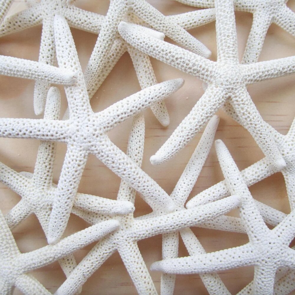 6 White Finger/Pencil Starfish
